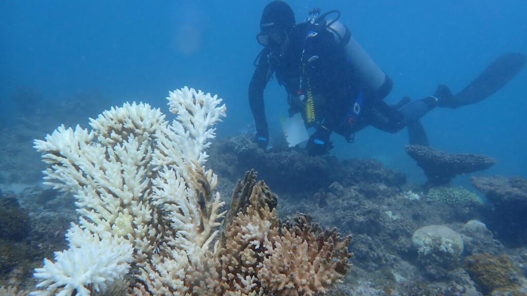Researchers have confirmed the most widespread coral bleaching on record in waters off WA.
