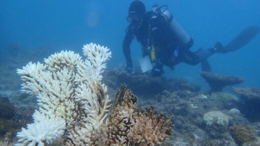 CORAL REEF MARINE HEATWAVE