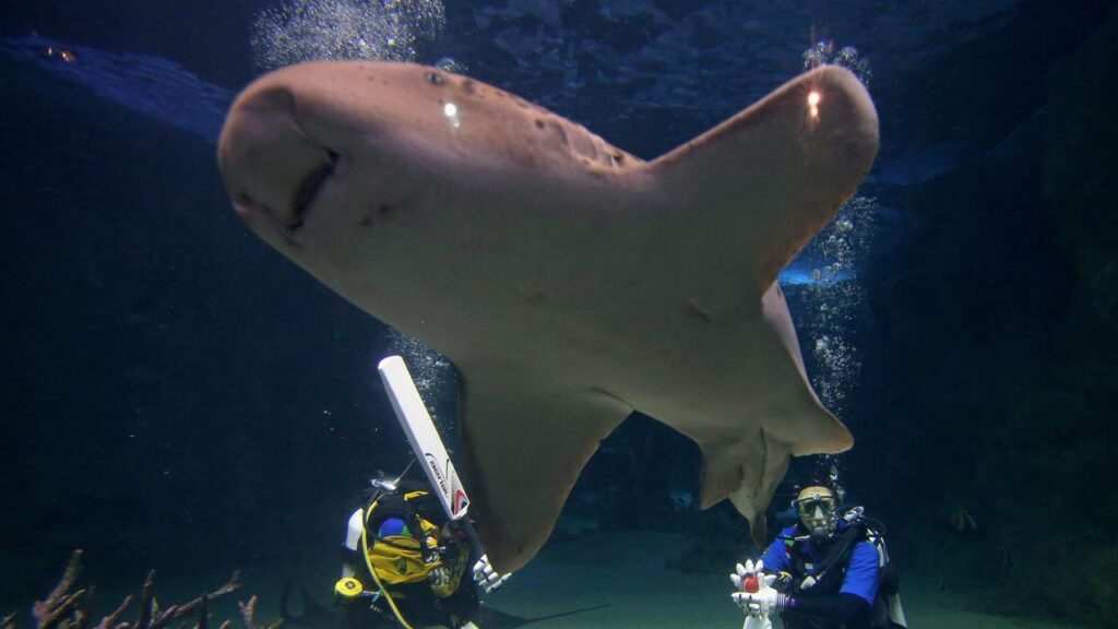 The leopard shark is born with stripes that gradually turn into spots.
