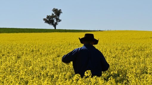 CANOLA FIELDS FEATURE