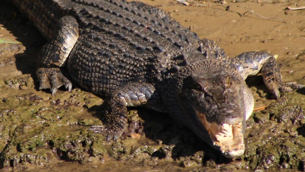 A US influencer has been posting videos showing him wrestling freshwater and saltwater crocs.
