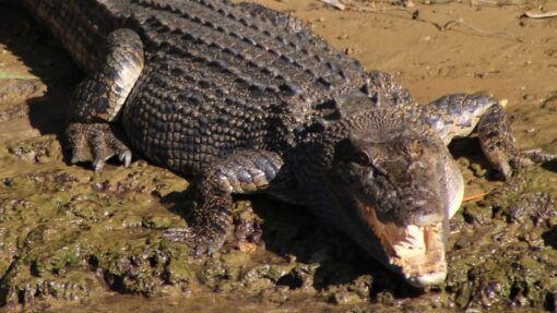 SALTWATER CROCODILE CAIRNS