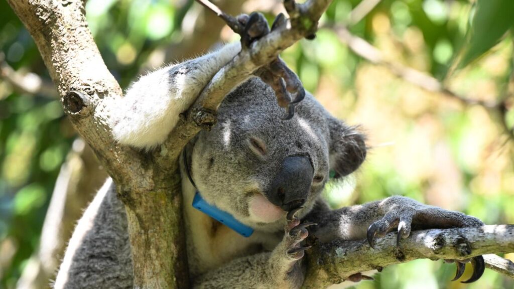 Researchers hope a chlamydia vaccine for koalas will begin to be rolled out early in 2026.