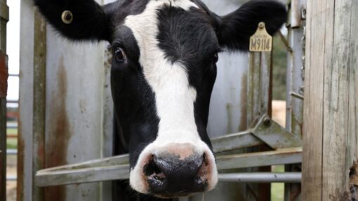 VICTORIA FARM STOCK