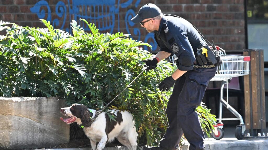 Police mounted a large search after a female Uber driver was found with critical stab wounds.