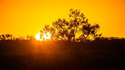 WESTERN NSW STOCK