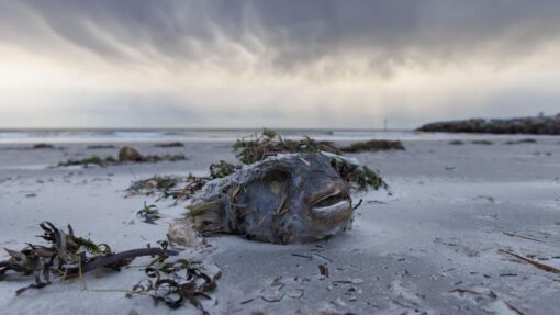 SA ALGAL BLOOM CRISIS