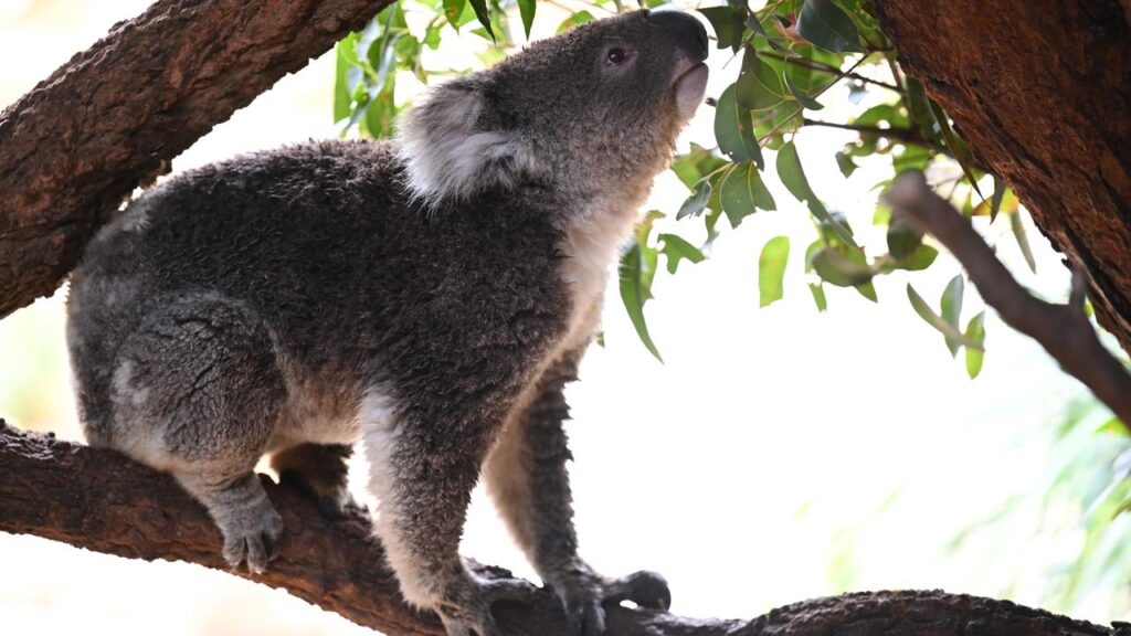The campaign to create a koala national park has inspired koala conservation efforts elsewhere.
