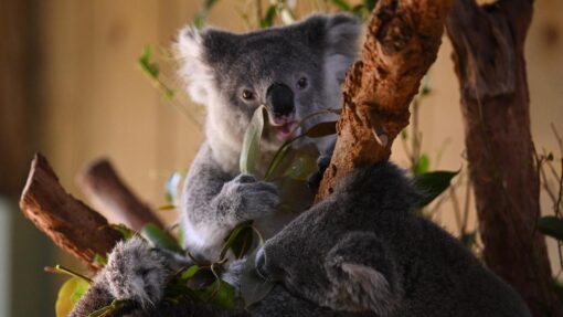 CHRIS MINNS KOALAS PRESSER