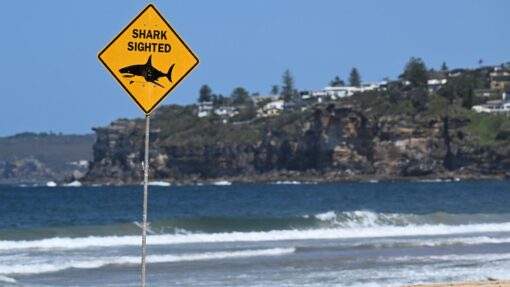 FATAL SHARK ATTACK SYDNEY