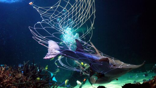 SHARK NETS PROTEST SYDNEY