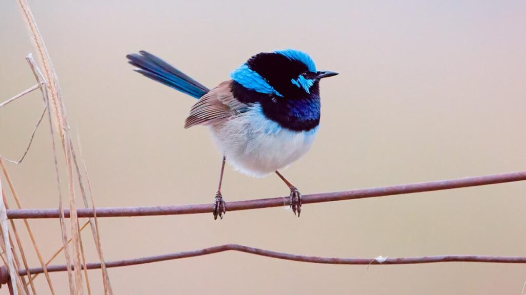 A bitterly cold winter has been blamed for a sharp decline in Canberra’s superb fairywren numbers.