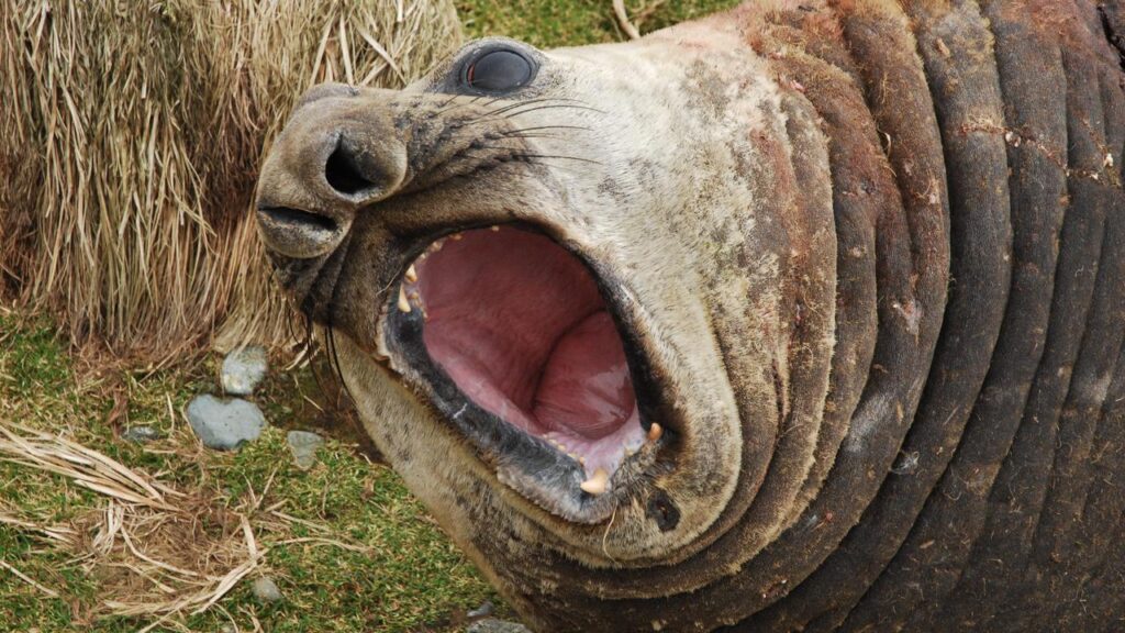 Research scientists are seeing unusual levels of elephant seal deaths on Heard Island.