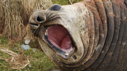 MACQUARIE ISLAND RESTORATION
