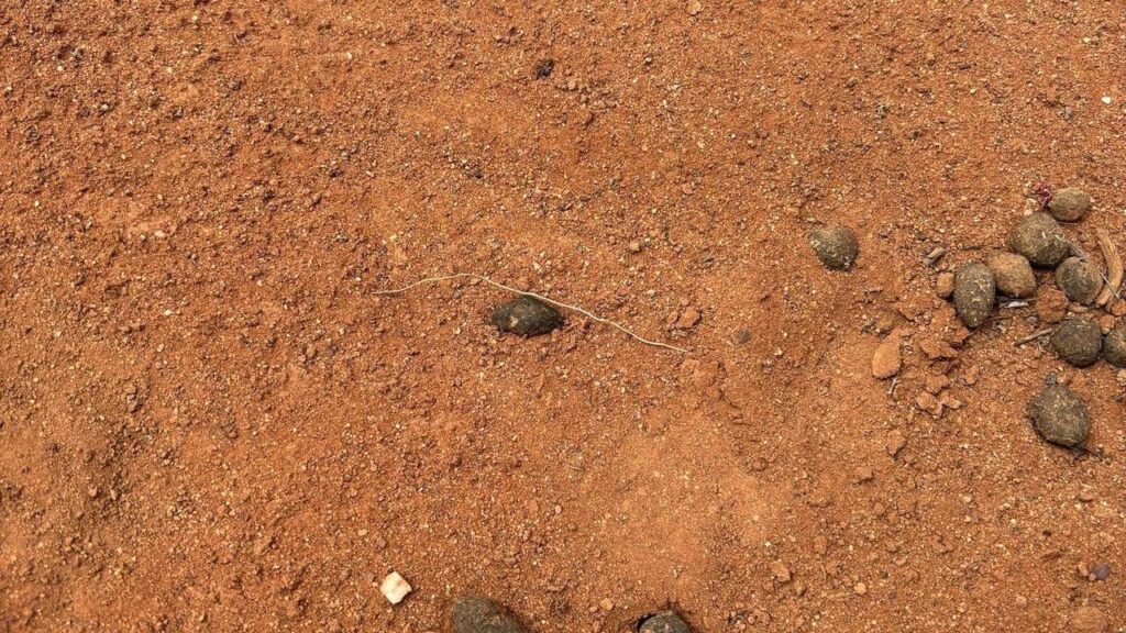 A footprint found in the search for four-year-old Gus, missing on a sheep station in outback SA.
