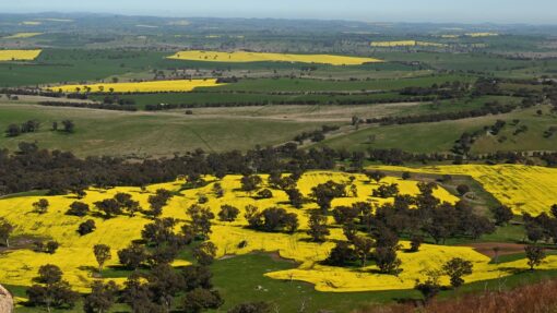 CANOLA FIELDS FEATURE