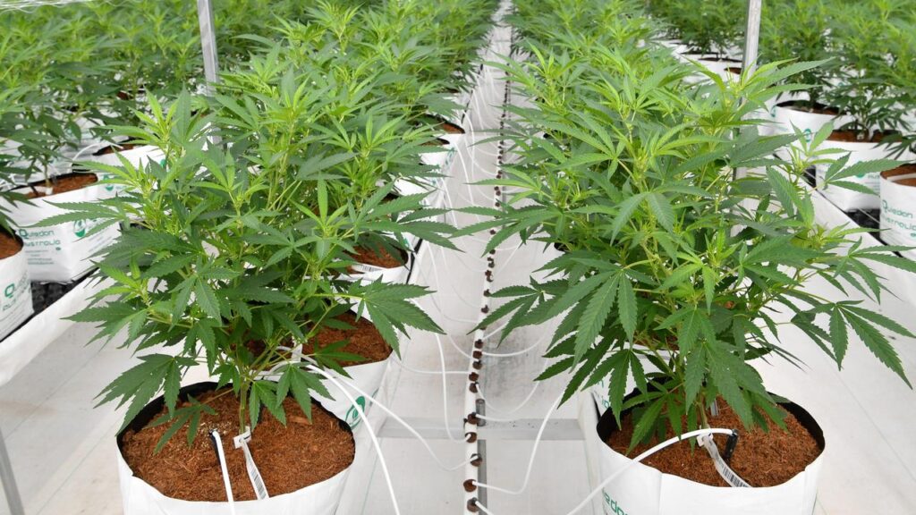The number of Australians using medicinal cannabis has passed one million.