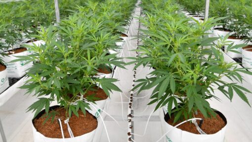 QLD MEDIFARM OPENING