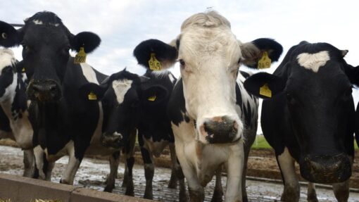 Don't forget gas: industry calls for renewable support DAIRY FARM STOCK