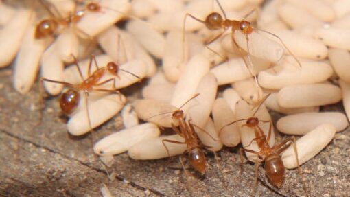 CITIZEN SCIENCE FIRE ANTS