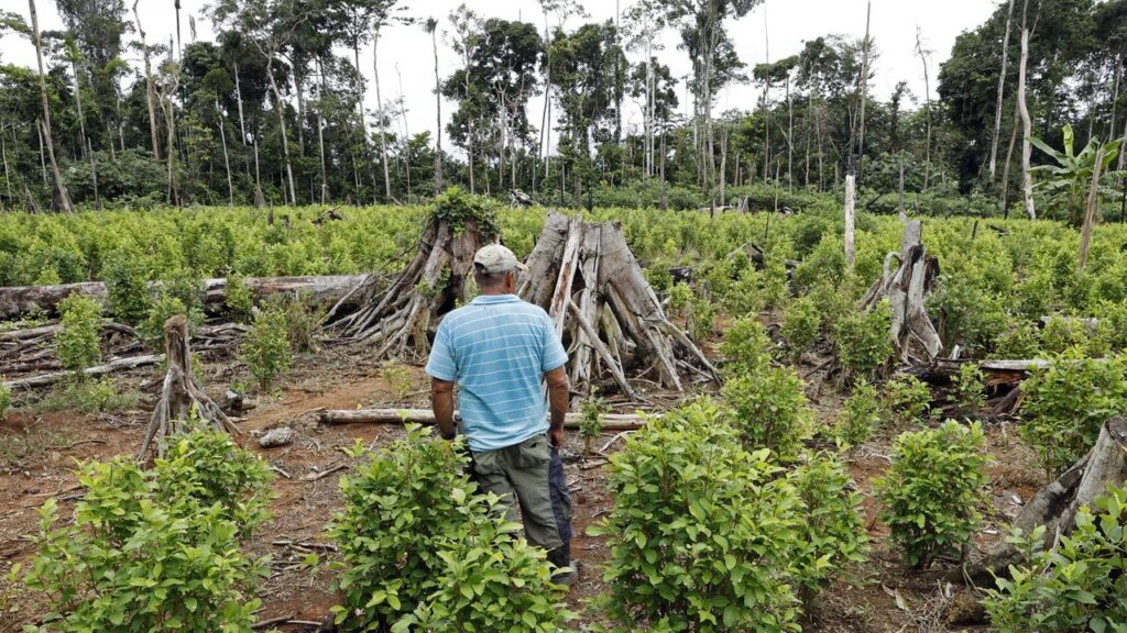 Plans to tame Colombian coca-growing regions with military intervention have had little success.
