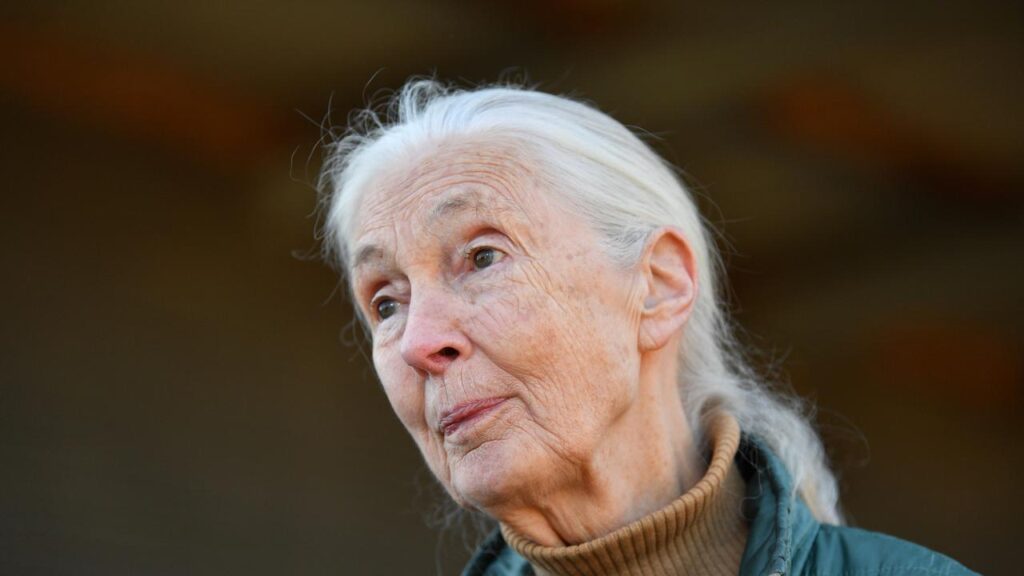 Jane Goodall, a conservationist renowned for her chimpanzee field research, has died.
