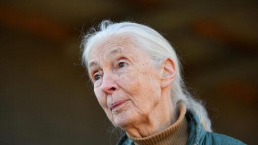 JANE GOODALL MONARTO ZOO ANNOUCEMENT