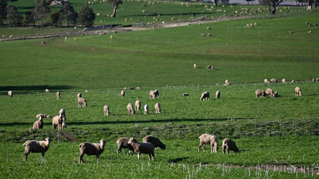 Sheep farmers’ confidence has risen on the back of strong prices for meat and wool, a survey says.