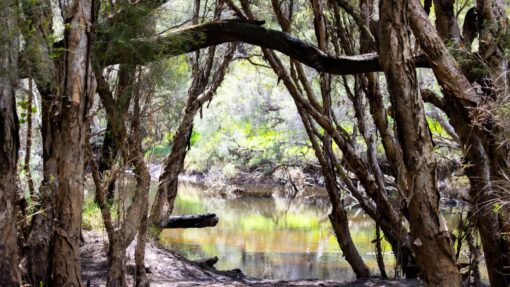 Truth-telling urged as governor apologises for massacre PINJARRA MASSACRE SITE