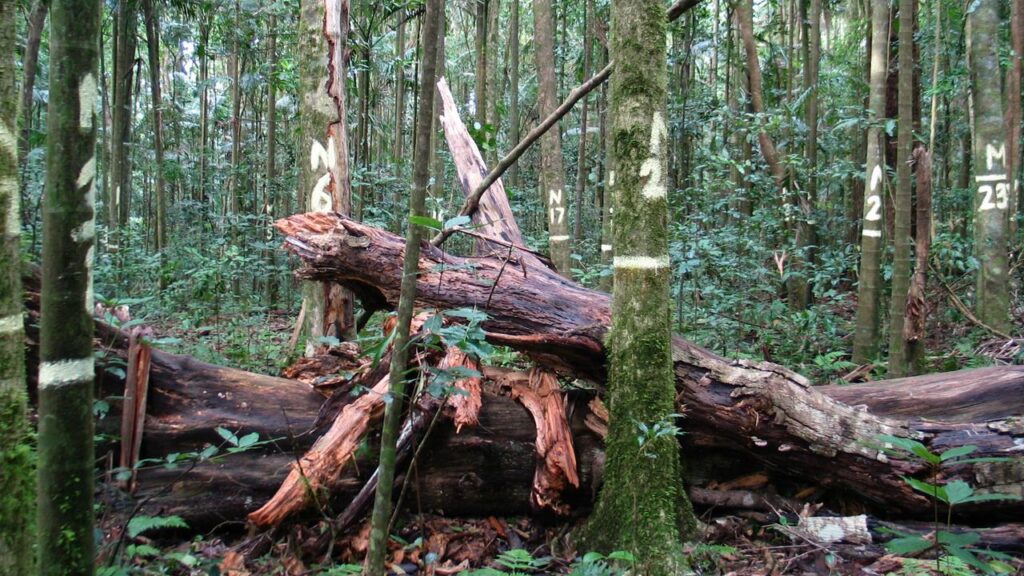 Rainforest trunks and branches have gone from net carbon absorbers to a carbon source.