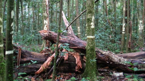Australia's wet tropics no longer drawing down carbon CARBON