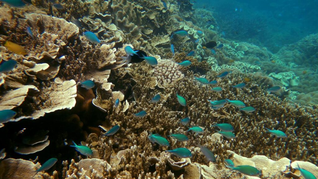 Australian believe losing the Great Barrier Reef would be a national tragedy, a study shows.