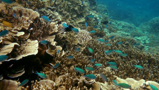Time running out for 'irreplaceable' $95b reef GREAT BARRIER REEF STOCK