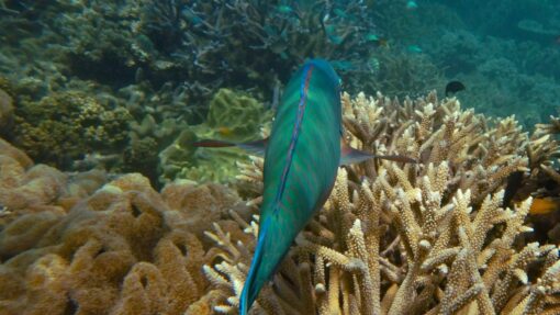GREAT BARRIER REEF STOCK