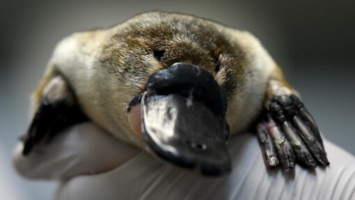 PLATYPUS RESCUE CENTRE LAUNCH SYDNEY