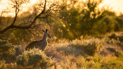 WESTERN NSW STOCK