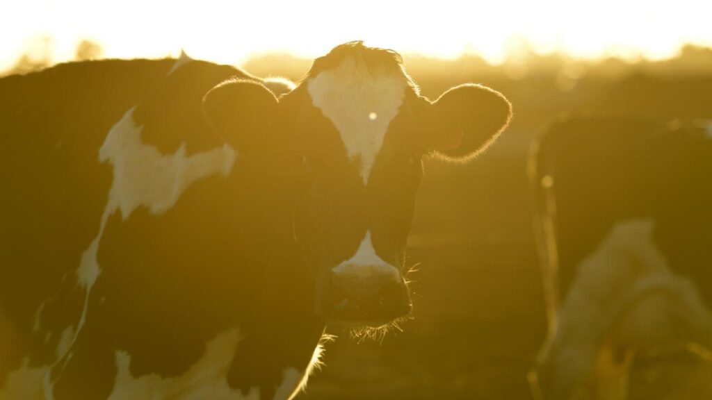 The SeaFeed supplement has been proven to reduce livestock methane emissions by up to 80 per cent.
