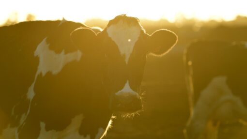 MURRAY GOULBURN CLOSURE