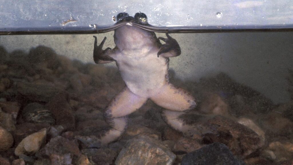 Only discovered in 1972, the strange southern gastric-brooding frog had vanished by the 1980s.
