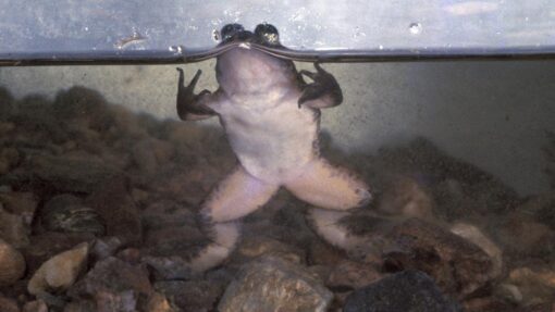 The premier, the poet and the fight to save a frog SOUTHERN GASTRIC BROODING FROG