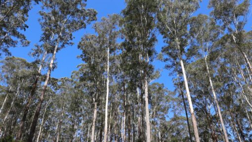 THE GREAT KOALA NATIONAL PARK