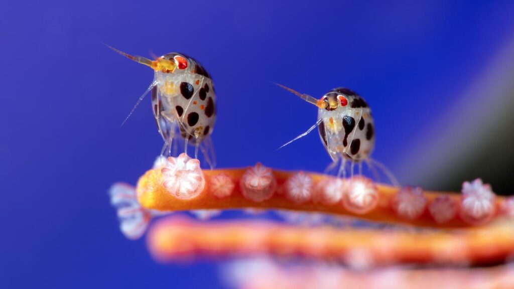 Judges gave Yury Ivanov the top award for his macro-lens photo of “ladybugs of the sea”.

