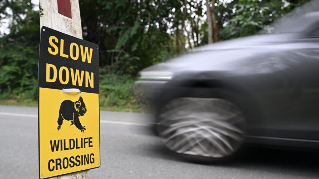 An estimated 10 million animals are killed on Australian roads every year.
