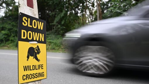 KOALA ROADKILL SIGN