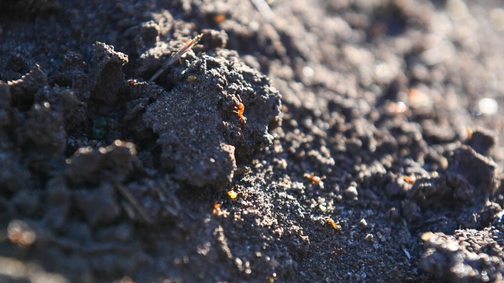The economic impact of fire ants could be $22 billion by the 2040s.
