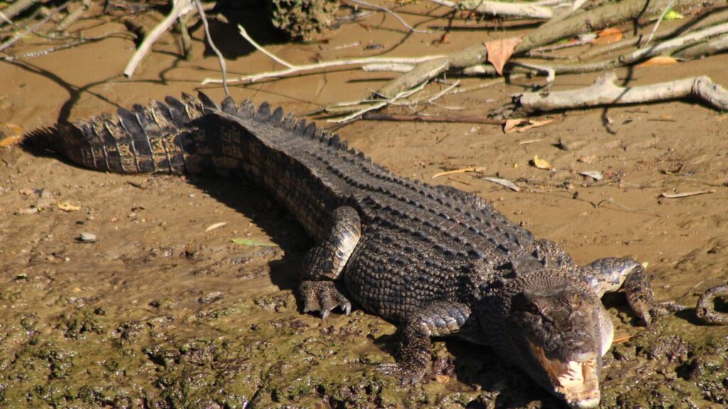 Crocodiles will be removed from popular waterways in one state after a large jump in numbers.
