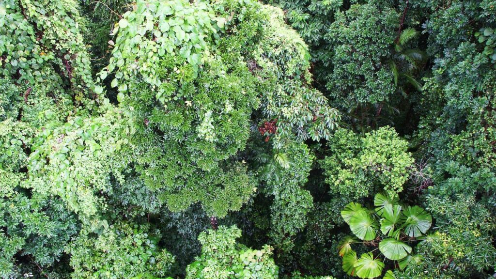 A man died after he and his wife fell up to 25 metres through a rainforest canopy from a zipline.
