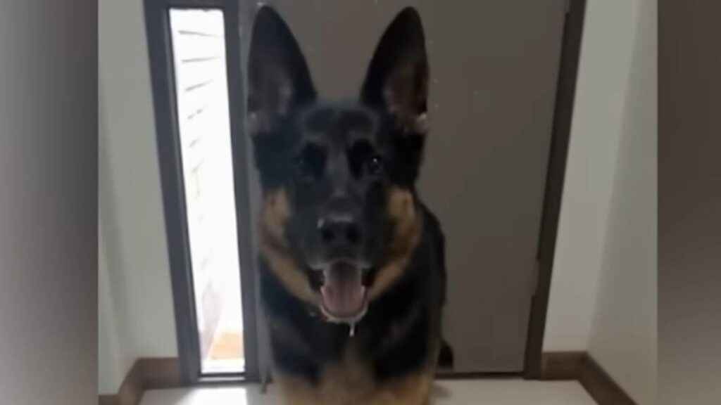 A man faces multiple charges after seven-year-old Arnie was found dead inside a vehicle.
