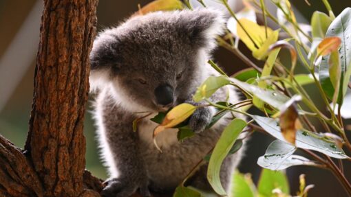 Koala 'misinformation' cry as population counts soar CHRIS MINNS KOALAS PRESSER