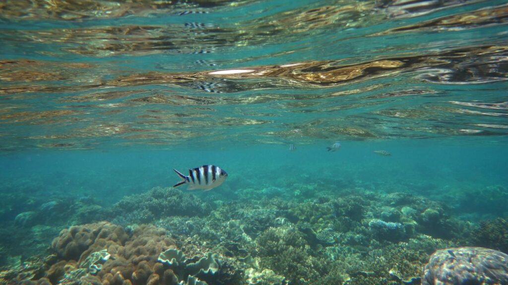 Coral bleaching risks remain even if summer marine heat isn’t as severe as in 2024-25.
